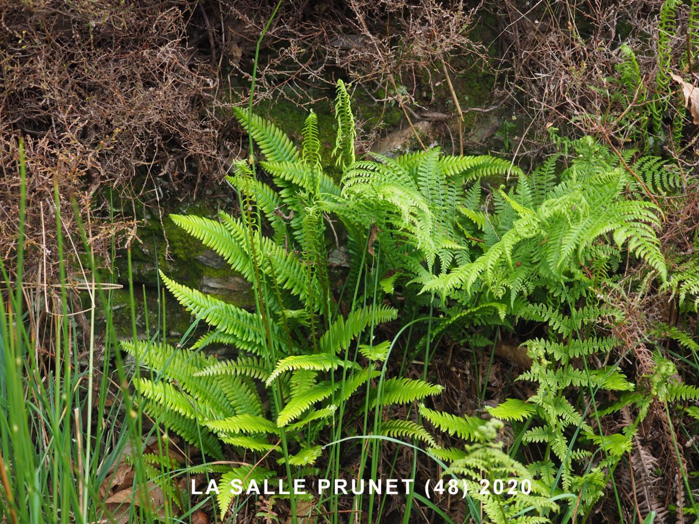 Fern, Hard plant